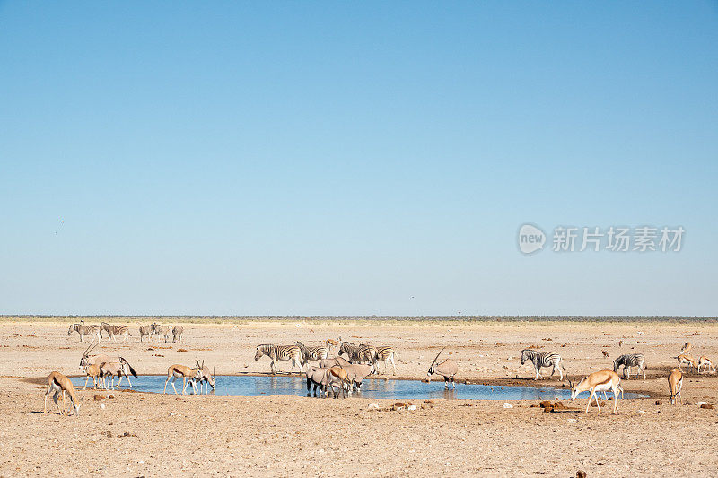 纳米比亚库内地区埃托沙国家公园的Ozonjuitji m'Bari水坑